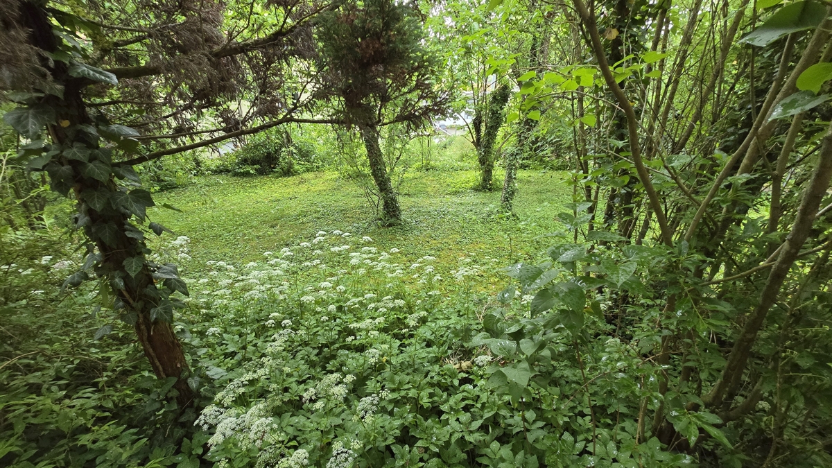 Garten hinter dem Haus