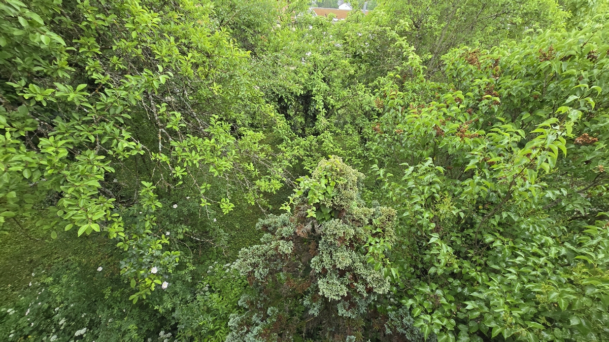 Blick in den Garten vom Balkon aus